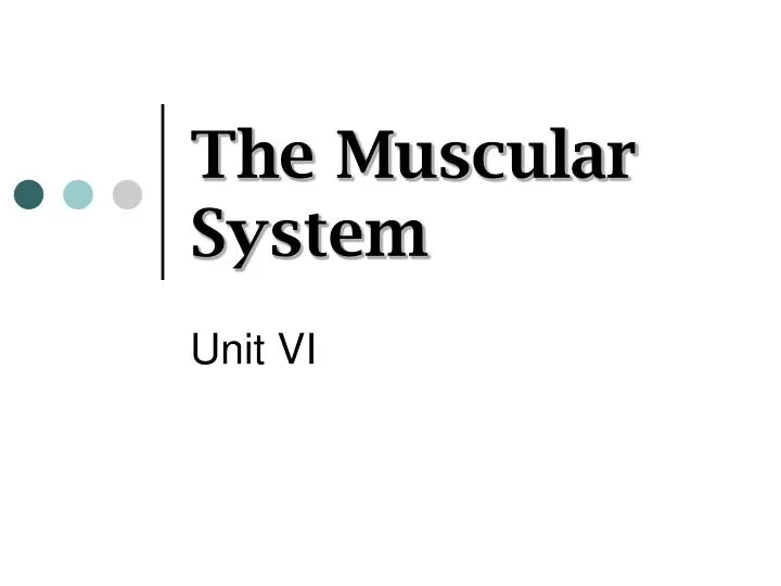 the muscular system