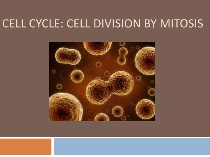 cell cycle cell division by mitosis