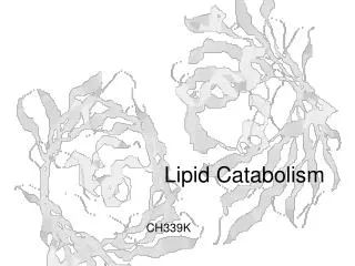 Lipid Catabolism