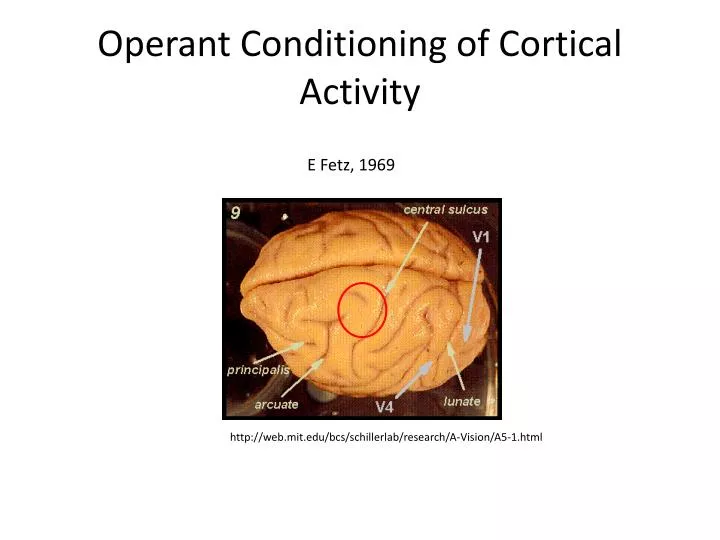operant conditioning of cortical activity