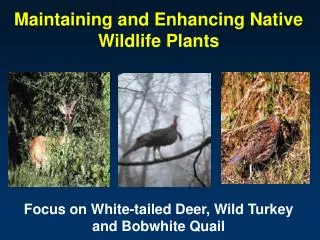 Native Grasses, Forbs, Vines, Shrubs and Trees Important to Wildlife in the Southeast