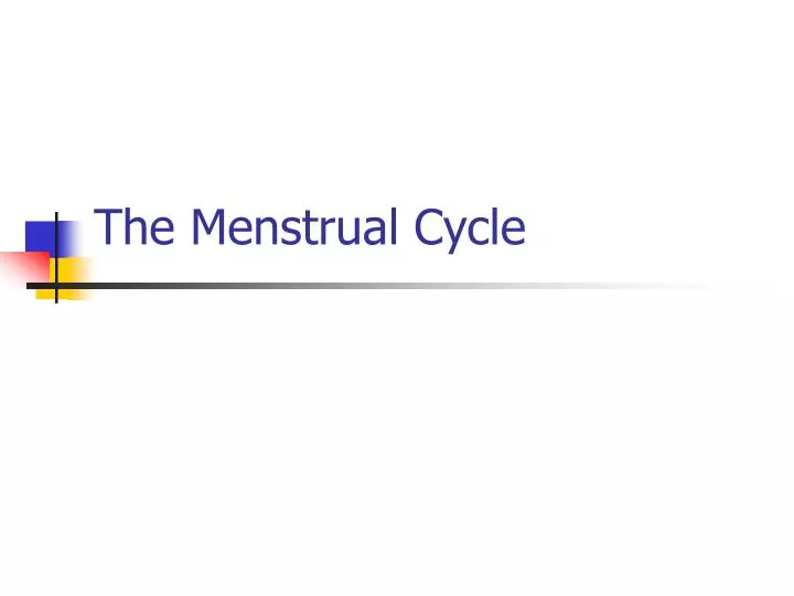 the menstrual cycle