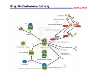 Ubiquitin-Proteasome Pathway