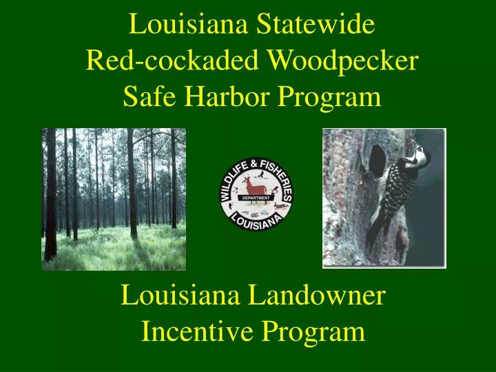 louisiana statewide red cockaded woodpecker safe harbor program
