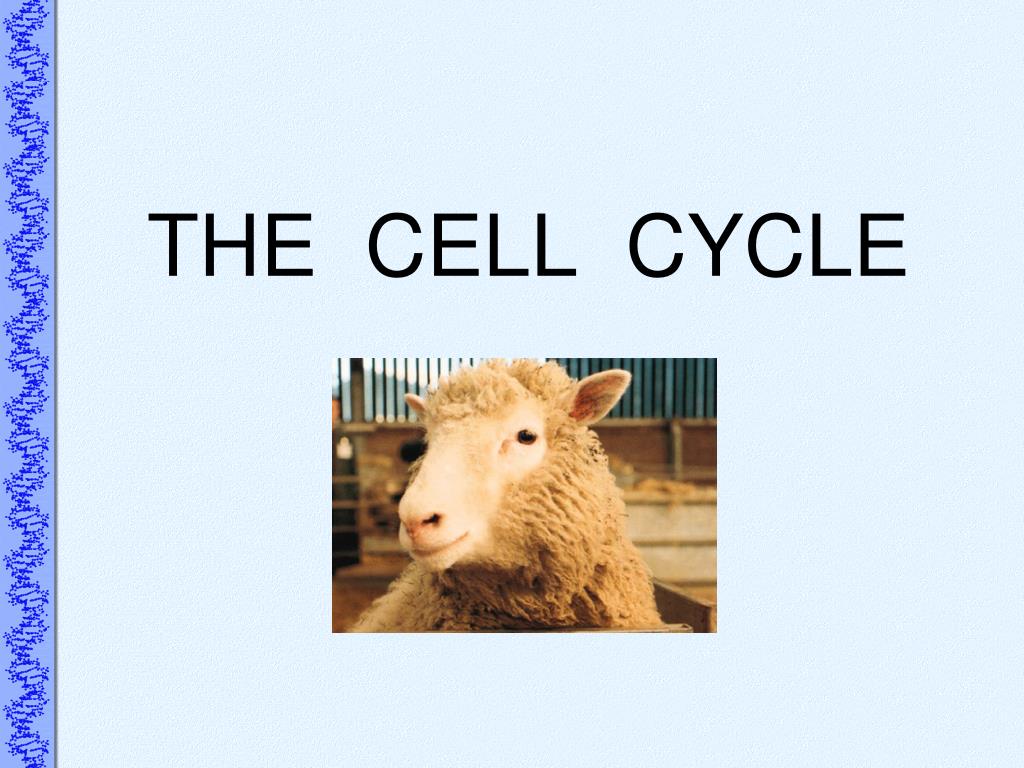 PPT - THE CELL CYCLE PowerPoint Presentation, free download - ID:3115603