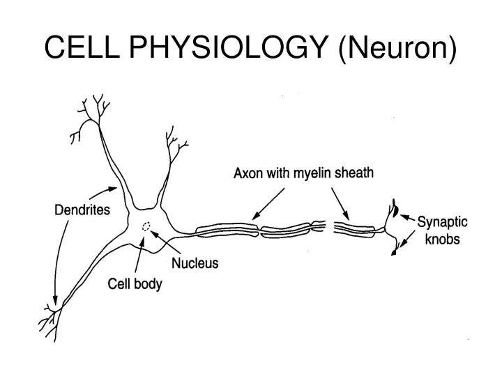 cell physiology neuron