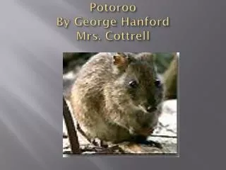 Potoroo By George Hanford Mrs. Cottrell