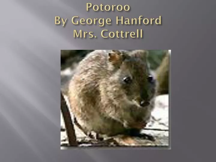 potoroo by george hanford mrs cottrell