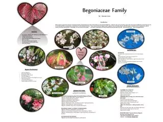 Begoniaceae Family By Brenda Lines