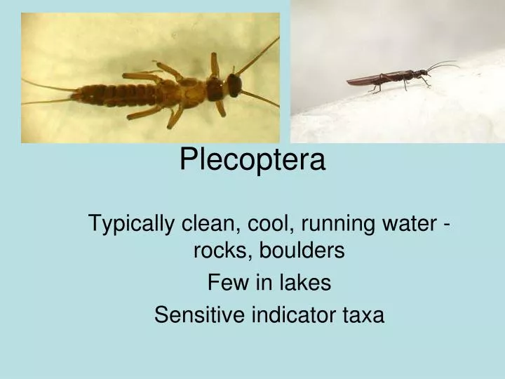 plecoptera