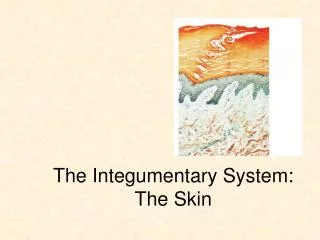 The Integumentary System: The Skin