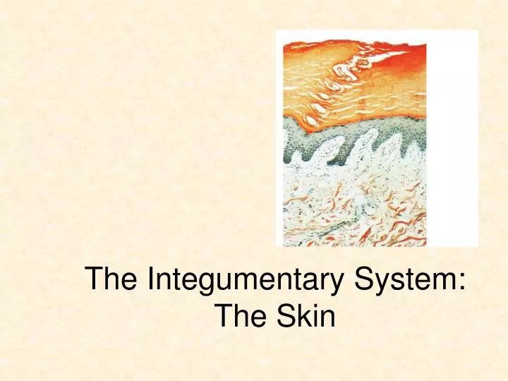 the integumentary system the skin