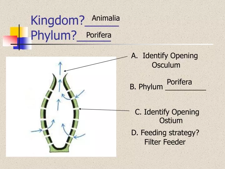 kingdom phylum