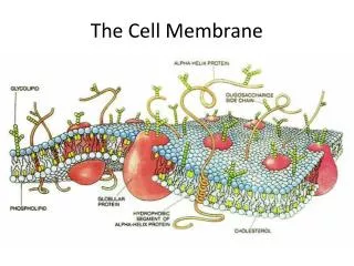 The Cell Membrane