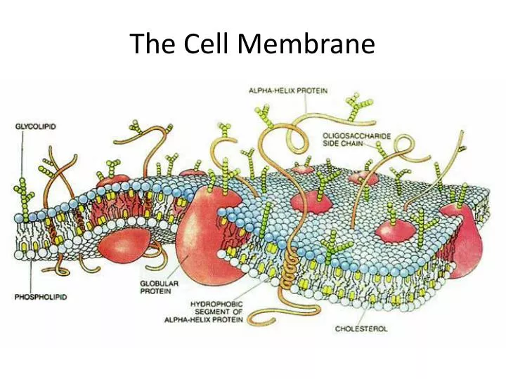 the cell membrane
