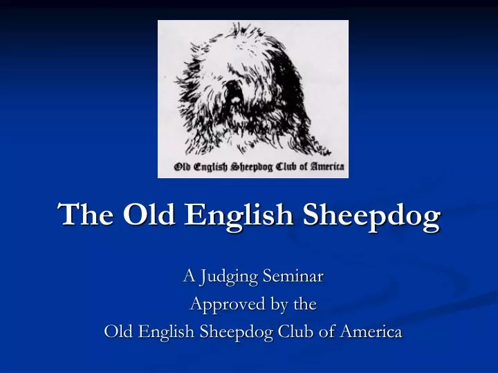 the old english sheepdog