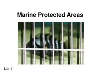 Marine Protected Areas