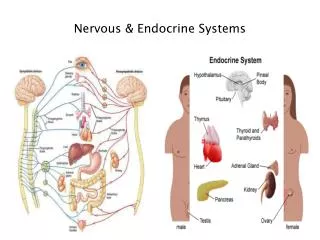 Nervous &amp; Endocrine Systems