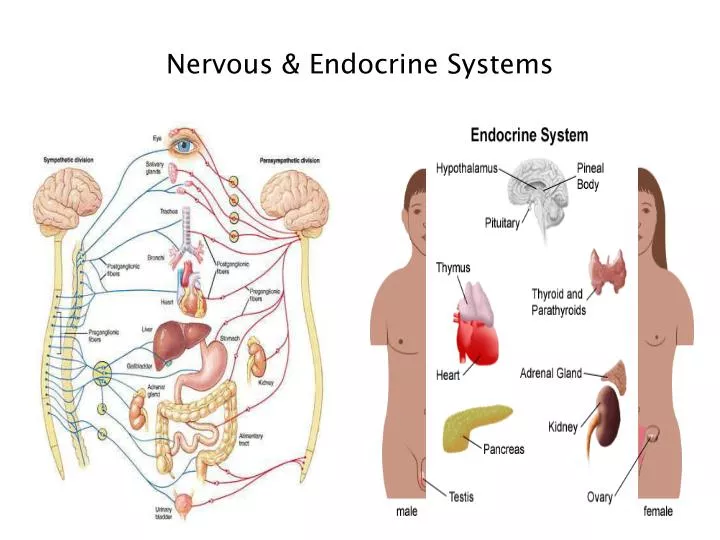 nervous endocrine systems