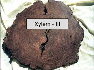 Xylem - III