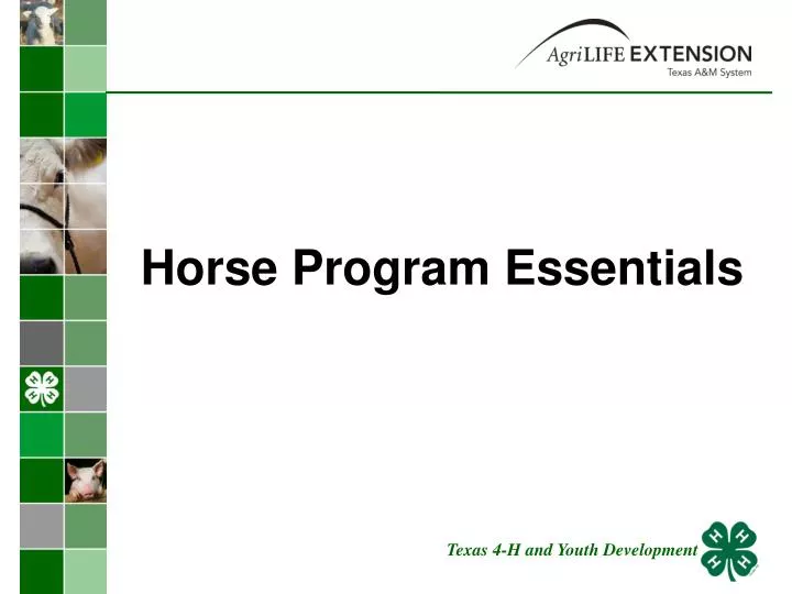 horse program essentials