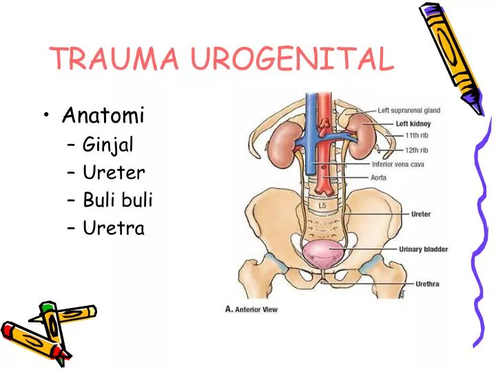 trauma urogenital