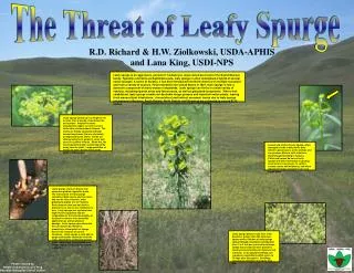 The Threat of Leafy Spurge