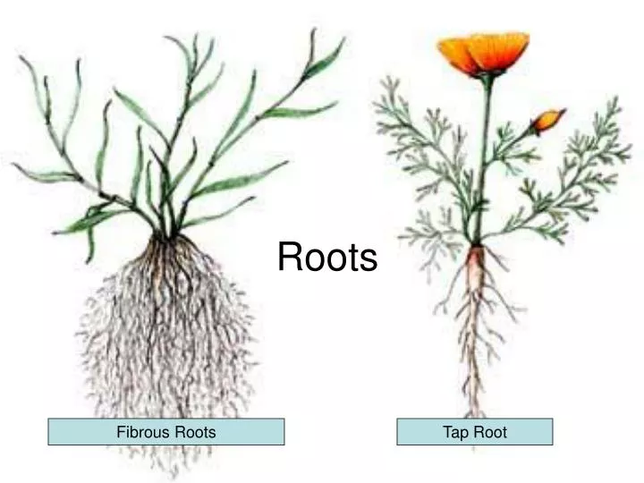 Premium Vector | Type of root system taproot and adventitious root to  explain the difference