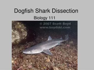 Dogfish Shark Dissection