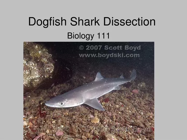 dogfish shark dissection