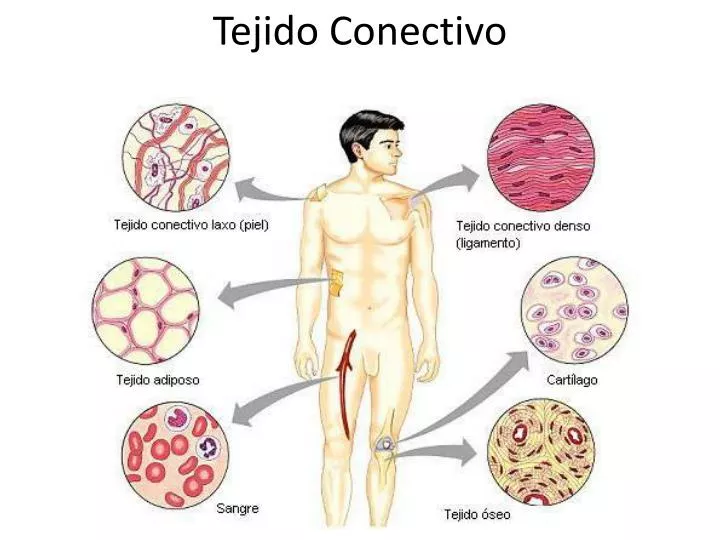 tejido conectivo