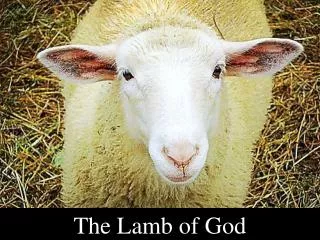 the lamb of god