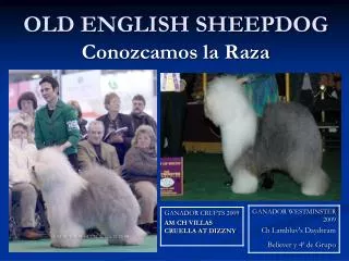 old english sheepdog
