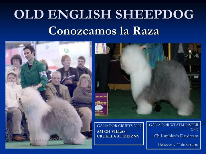 old english sheepdog