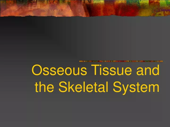 osseous tissue and the skeletal system