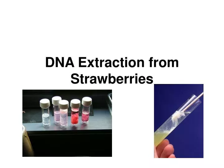 dna extraction from strawberries