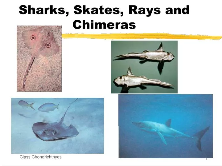 sharks skates rays and chimeras
