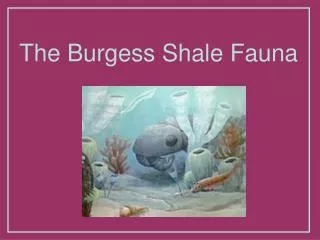 The Burgess Shale Fauna
