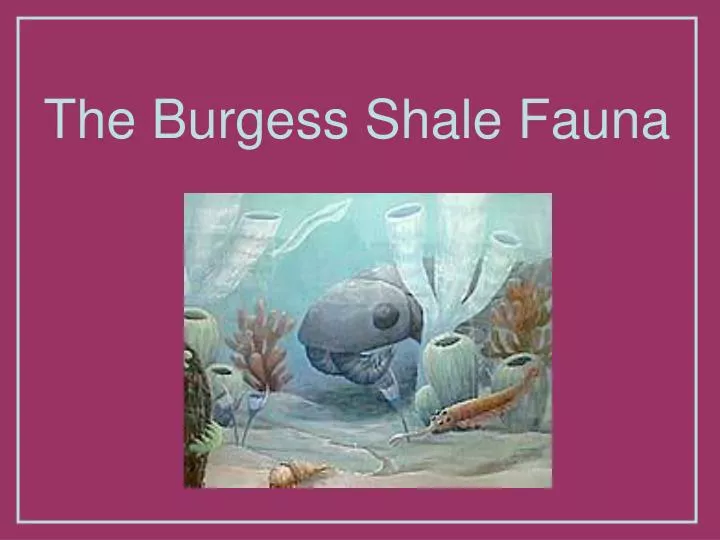 the burgess shale fauna