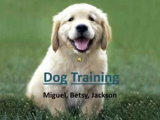dog training