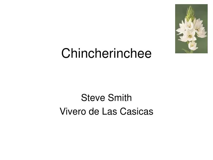 chincherinchee