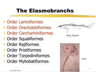 The Elasmobranchs