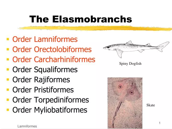 the elasmobranchs