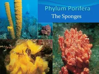 Phylum Porifera