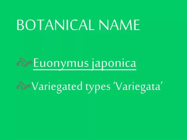 botanical name