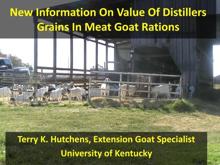 new information on value of distillers grains in meat goat rations