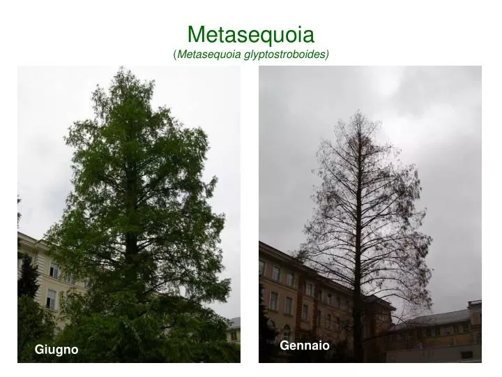 metasequoia metasequoia glyptostroboides
