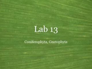 Lab 13