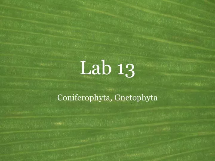 lab 13