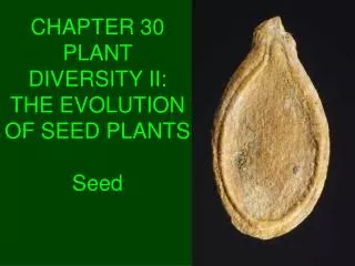 CHAPTER 30 PLANT DIVERSITY II: THE EVOLUTION OF SEED PLANTS Seed